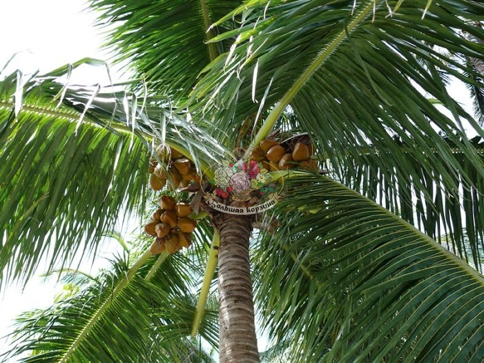 Масло Кокосовое рафинированное, 400 гр Масло Кокосовое рафинированное, 400 гр